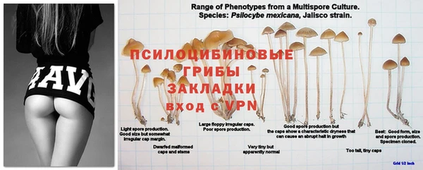 трава Абдулино
